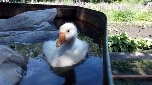 Для